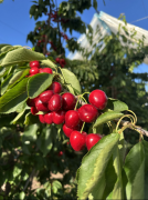 11月10日至12日百果园视频号平台正在智利奥伊金